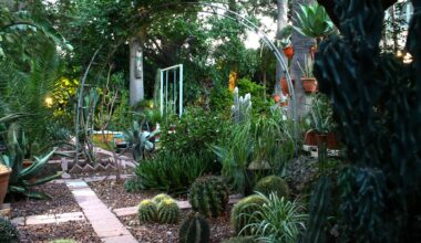 cover Mad about cacti