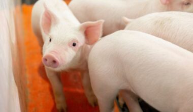 Two new outbreaks of African swine fever recorded in Moldova