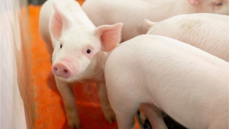 Two new outbreaks of African swine fever recorded in Moldova