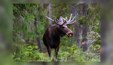 Sweden’s Great Moose Migration Livestream: A Slow TV Sensation