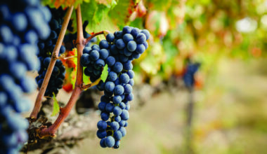 The rise and return of Italy's indigenous varieties