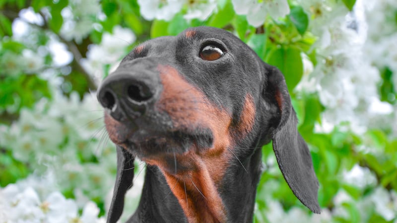 Why a dachshund is the perfect dog for gardeners