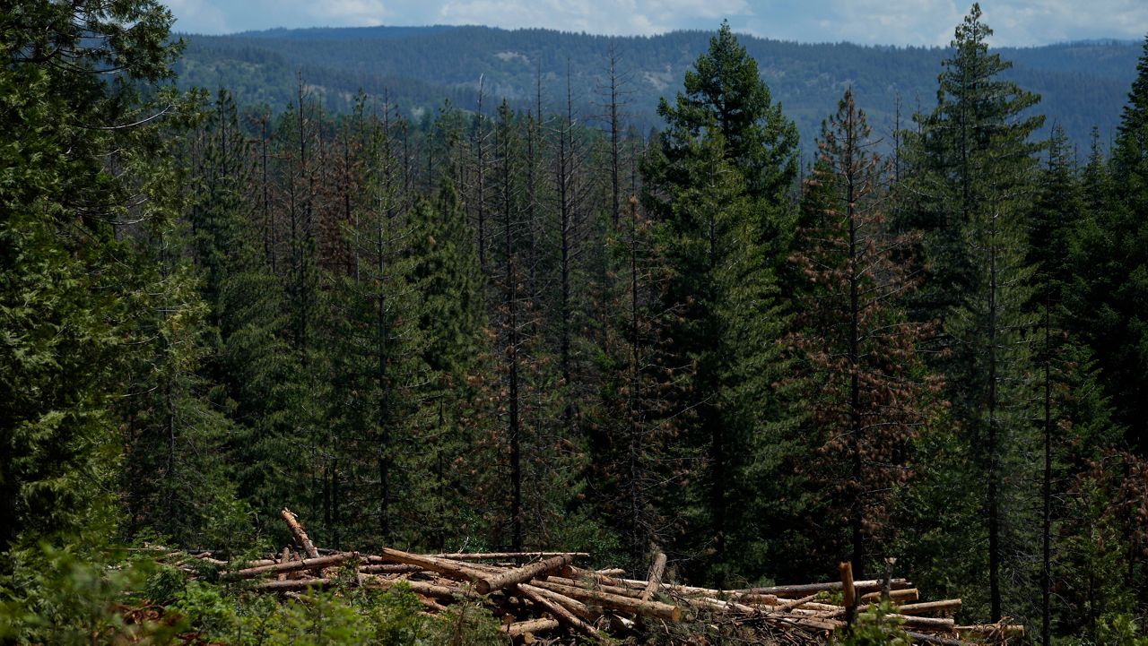 Cut down trees are visible at the site of a timber sale in the Tahoe National Forest, June 6, 2023, near Camptonville, Calif. (AP Photo/Godofredo A. Vásquez, File)