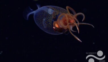 First confirmed live observation of the colossal squid, Mesonychoteuthis hamiltoni, in its natural habitat