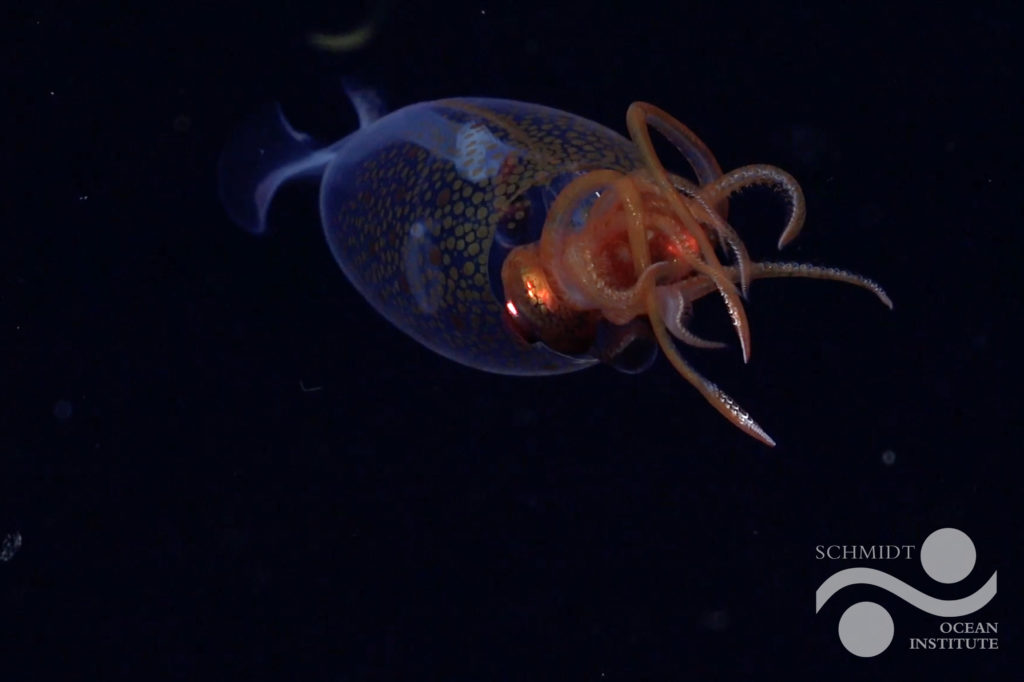 First confirmed live observation of the colossal squid, Mesonychoteuthis hamiltoni, in its natural habitat