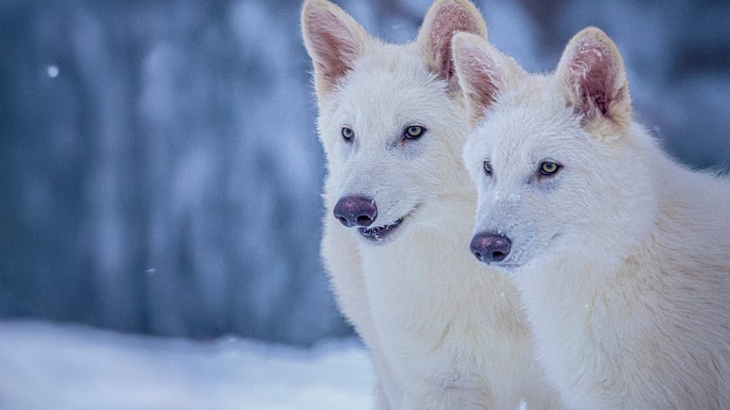 Scientists announce dire wolf has been brought back from extinction