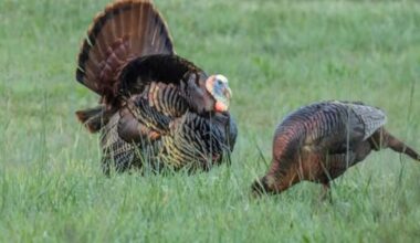 Authorities seeking information on illegal killing of turkey’s north of Sutherland