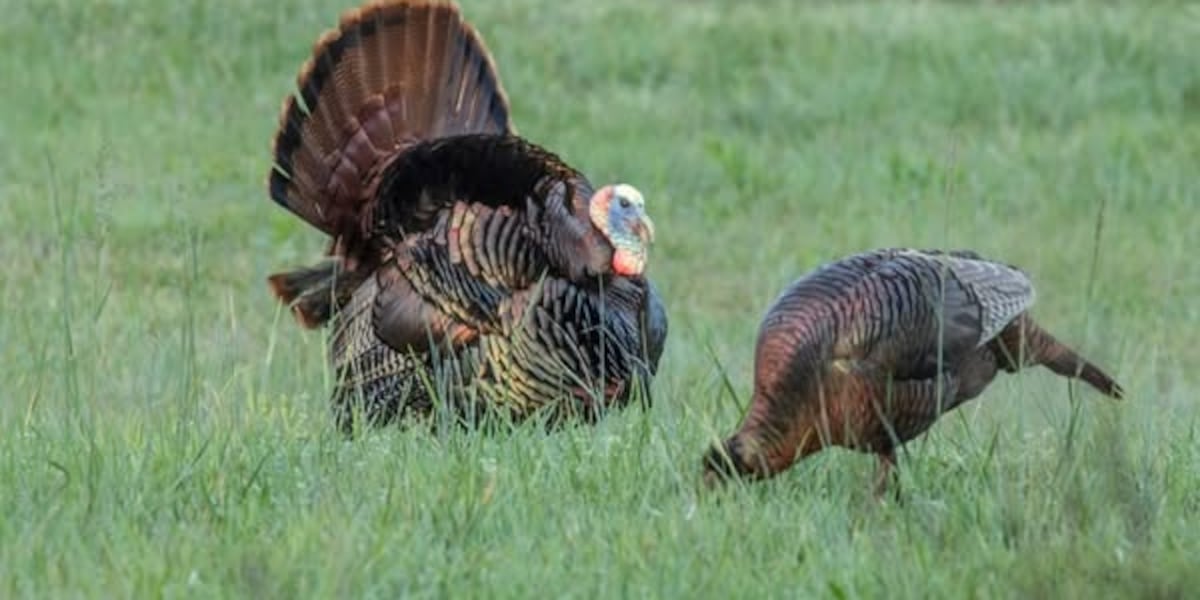 Authorities seeking information on illegal killing of turkey’s north of Sutherland