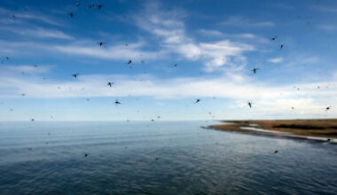 Swarms of mosquitoes near Wainwright, Alaska in 2011. Credit: Bonnie Jo Mount/The Washington Post via Getty Images