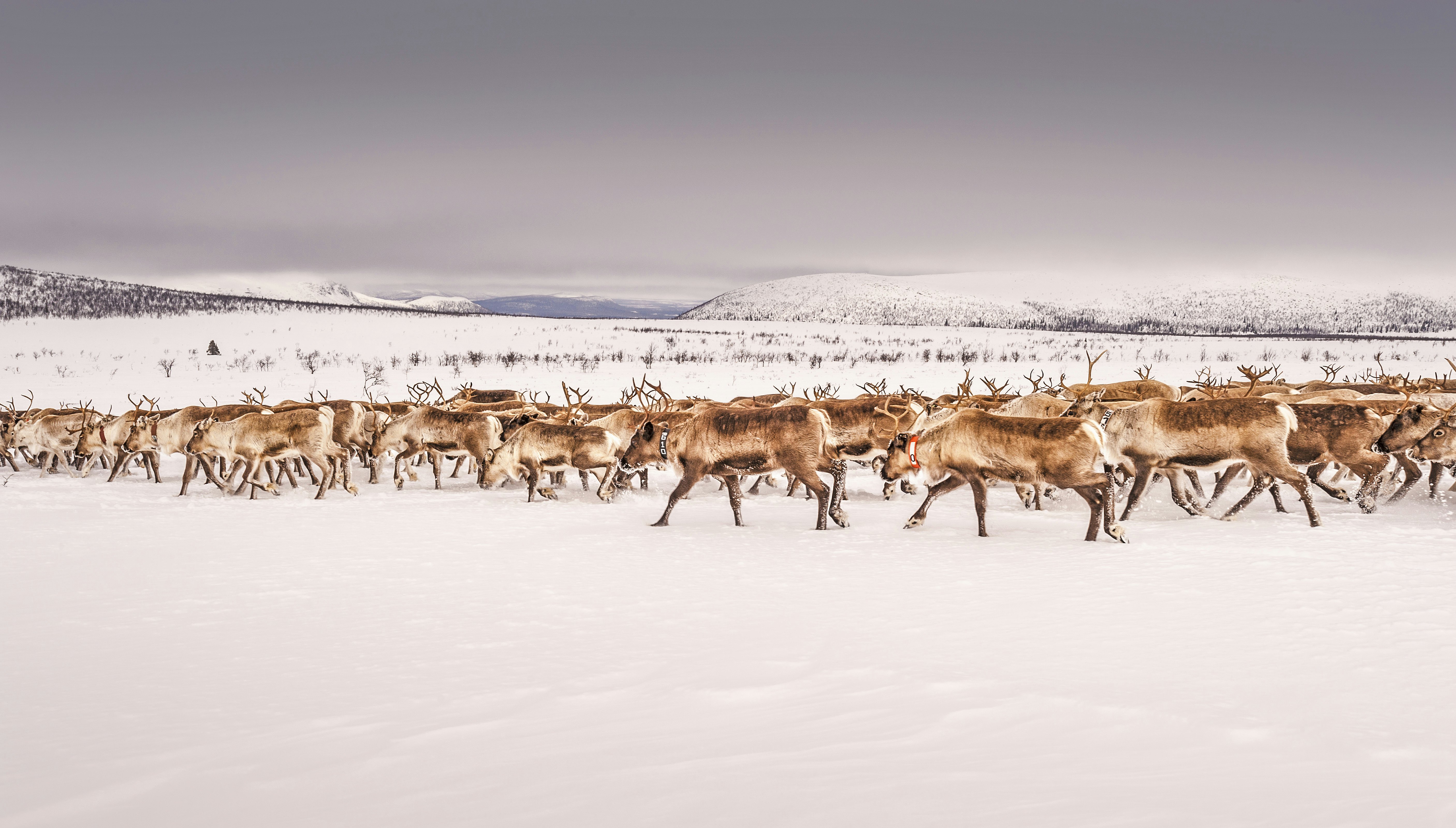 Herd of reindeers on a snow-covered landscape