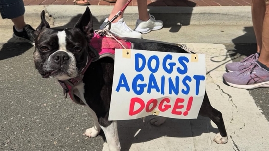 Meet the dogs against DOGE(X/@Factschaser)