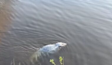 Seal that was 'attacked by children' in canal is put down