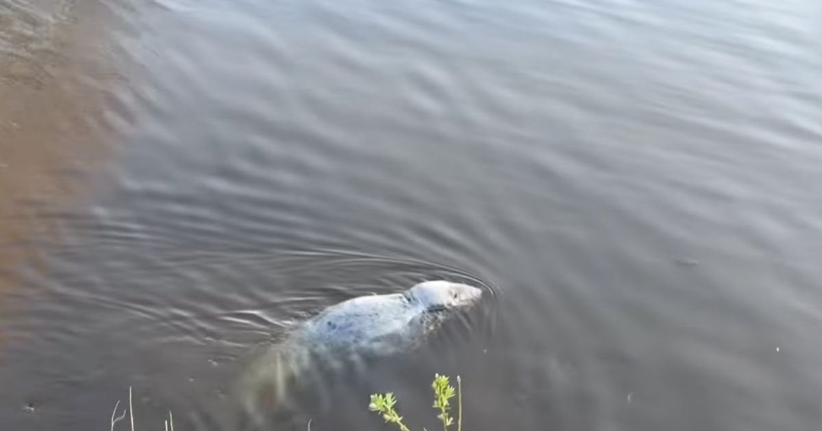 Seal that was 'attacked by children' in canal is put down
