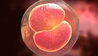 Smaller hatching embryos more likely to be genetically healthy