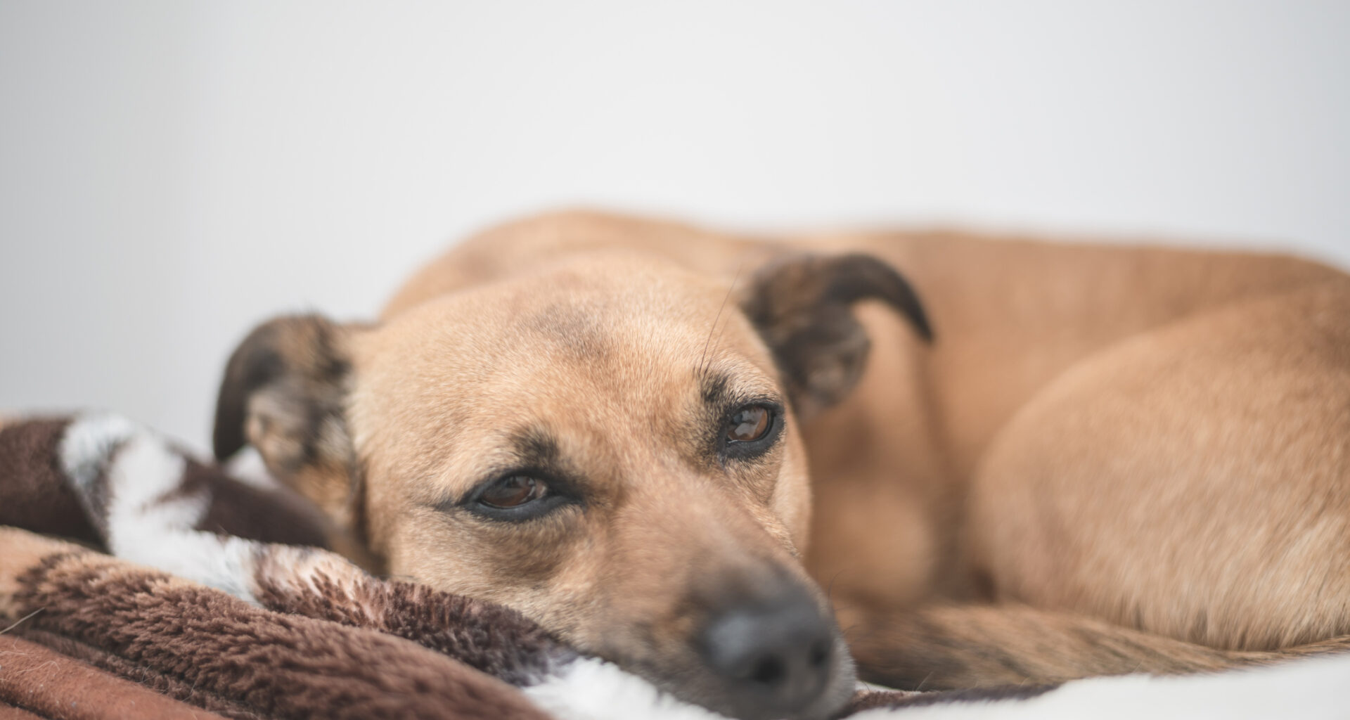 Babesiose breitet sich aus: Was Hundehalter jetzt wissen müssen
