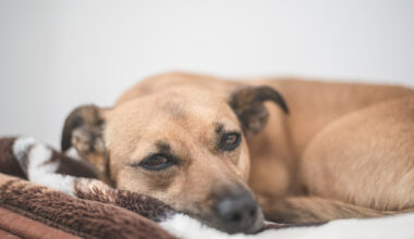 Babesiose breitet sich aus: Was Hundehalter jetzt wissen müssen