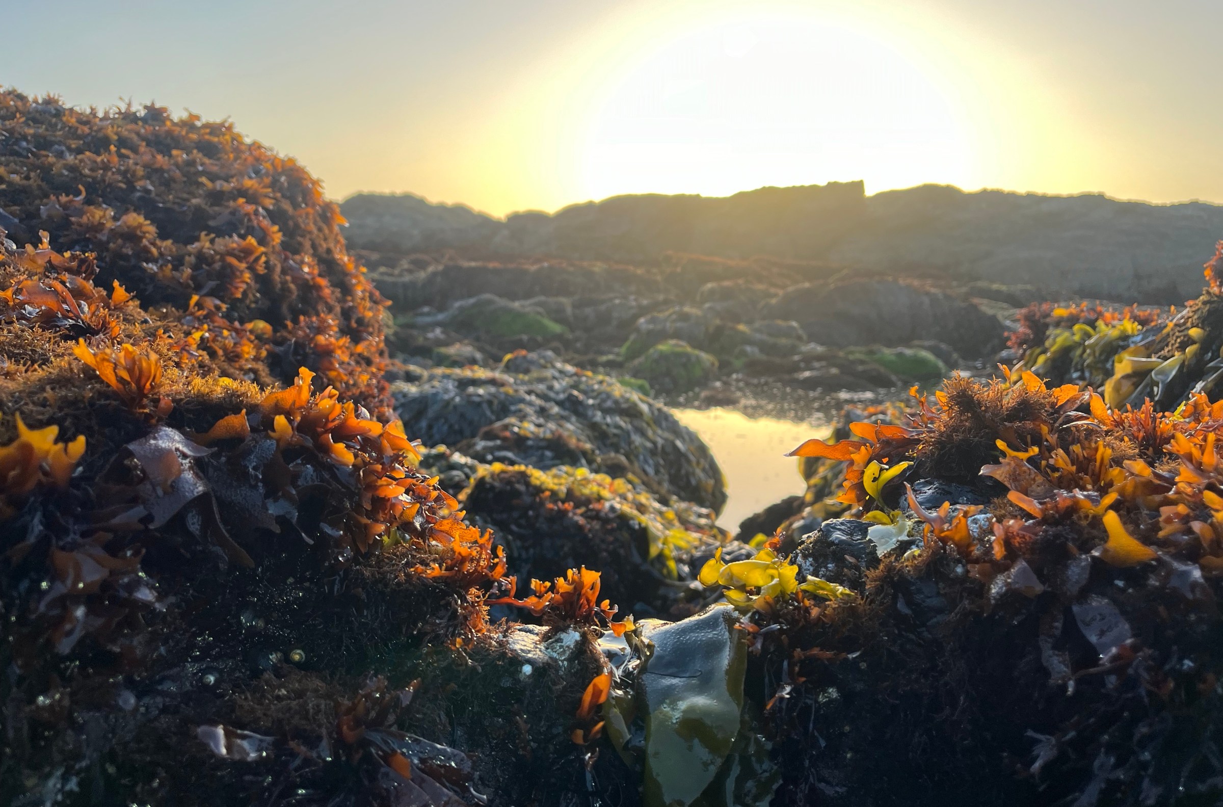 The sun rises on a California tidepool