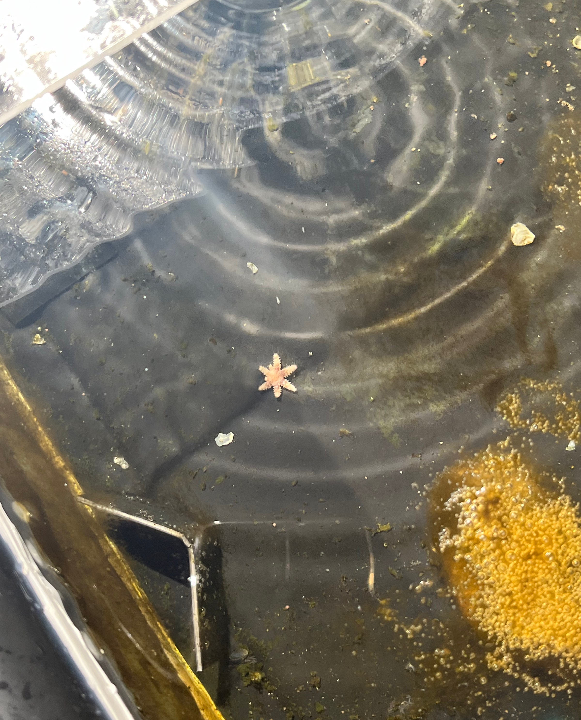 The Steinhart Aquarium is one of several institutions where researchers are raising and studying baby sunflower stars. This tiny star has two new arms growing.