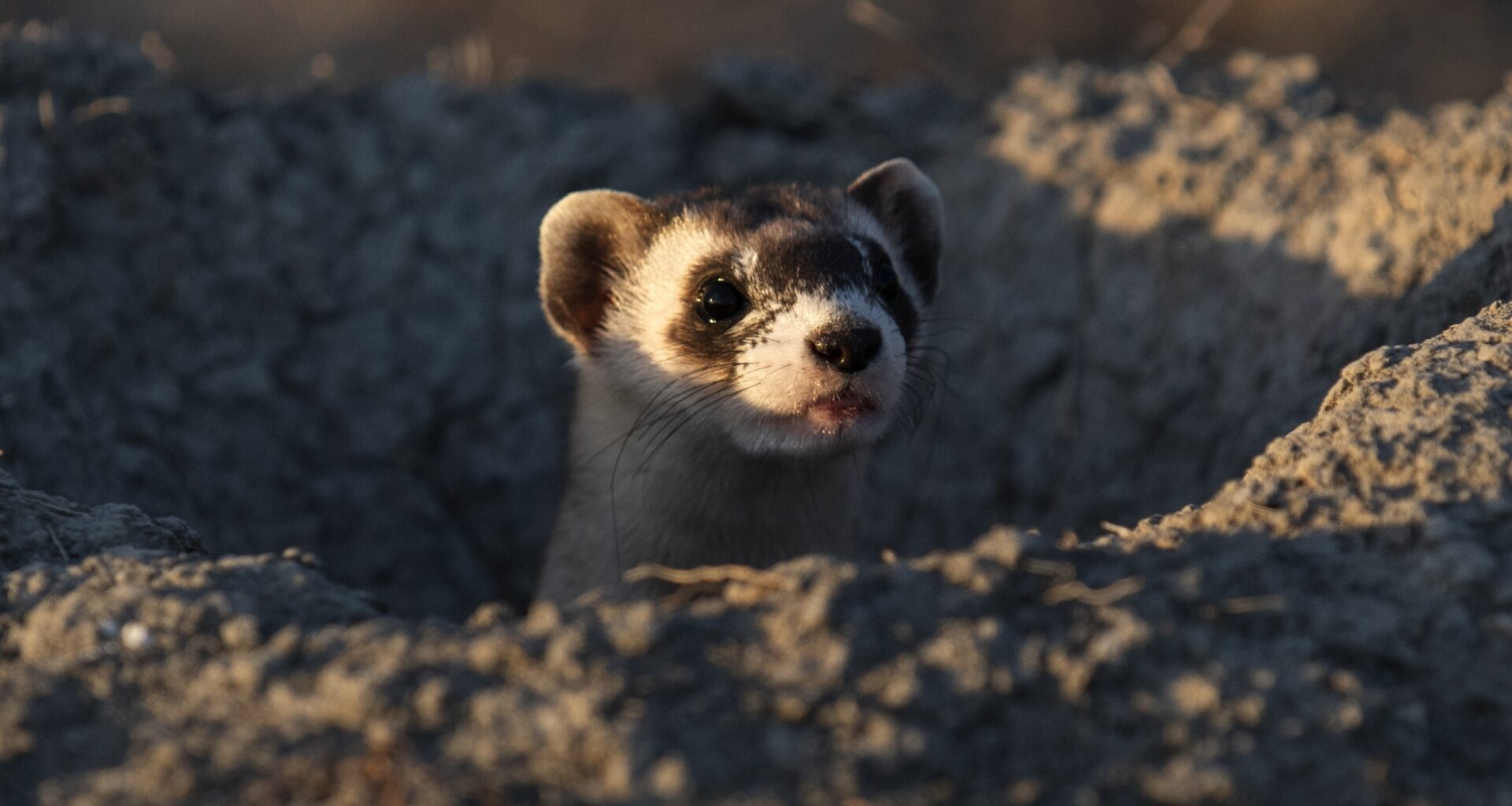 Trump move threatens Colorado endangered species