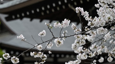 AI tool aims to help conserve Japan's cherry trees