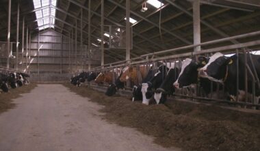 Kabinet wil uitstoot stikstof in 2035 halveren