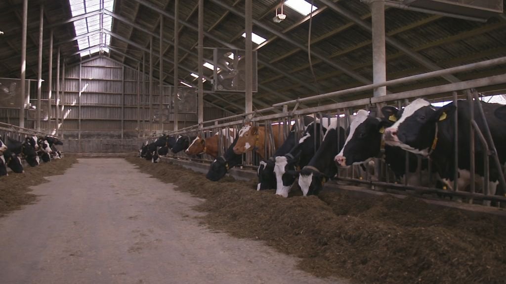 Kabinet wil uitstoot stikstof in 2035 halveren