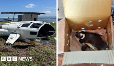 Unsecured penguin caused helicopter crash in South Africa