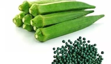 Okra Seeds Market