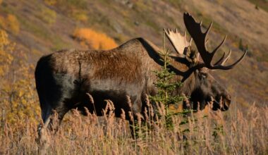 For lovers of Slow TV: Hundreds of Moose move across Sweden to their summer home, and here’s how you can view it