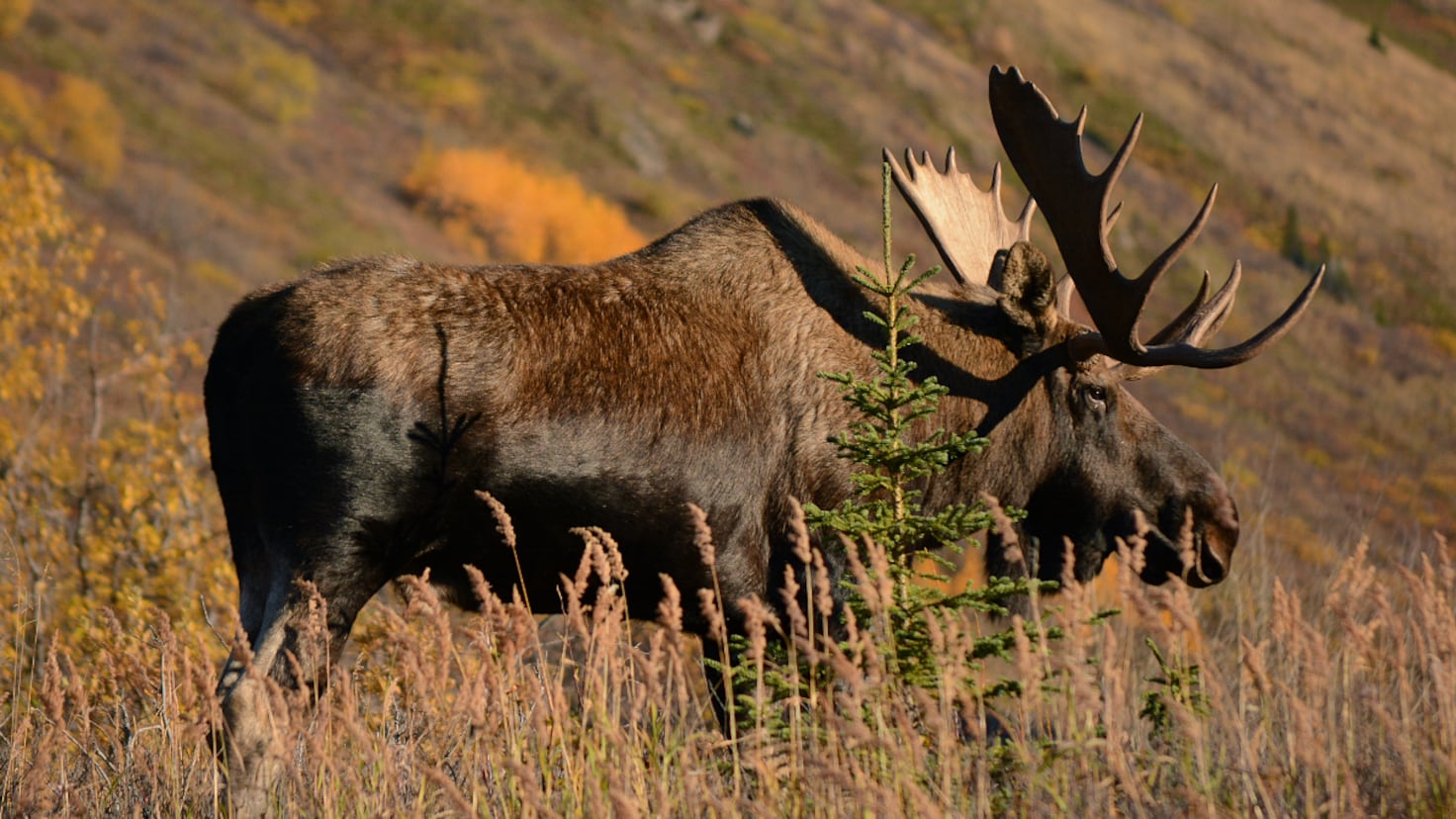 For lovers of Slow TV: Hundreds of Moose move across Sweden to their summer home, and here’s how you can view it