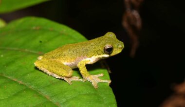 2 degrees might be tipping point for amphibians says report