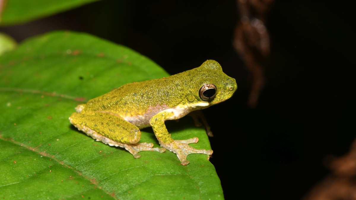2 degrees might be tipping point for amphibians says report