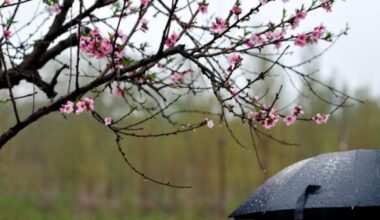 METEO PASQUA PASQUETTA 2025
