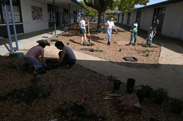 A crew from non-profit Sustainable Marin Schools installs a native...
