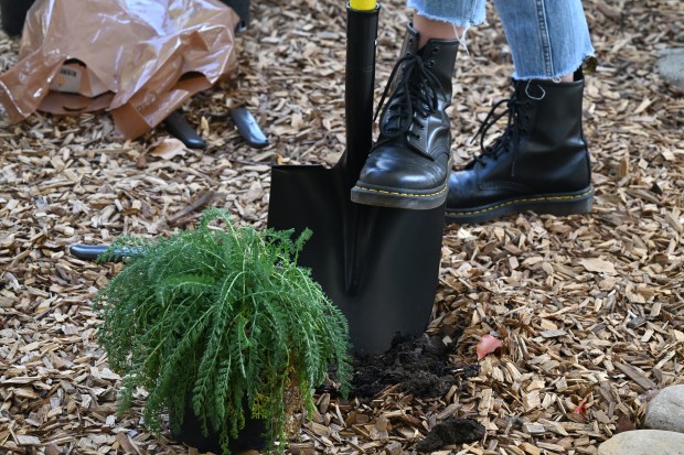 Native flora gets planted at Rancho Elementary School in Novato,...