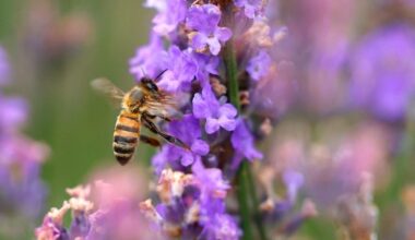 Tuinplanten uit tuincentra vaak vol met voor insecten schadelijke pesticiden