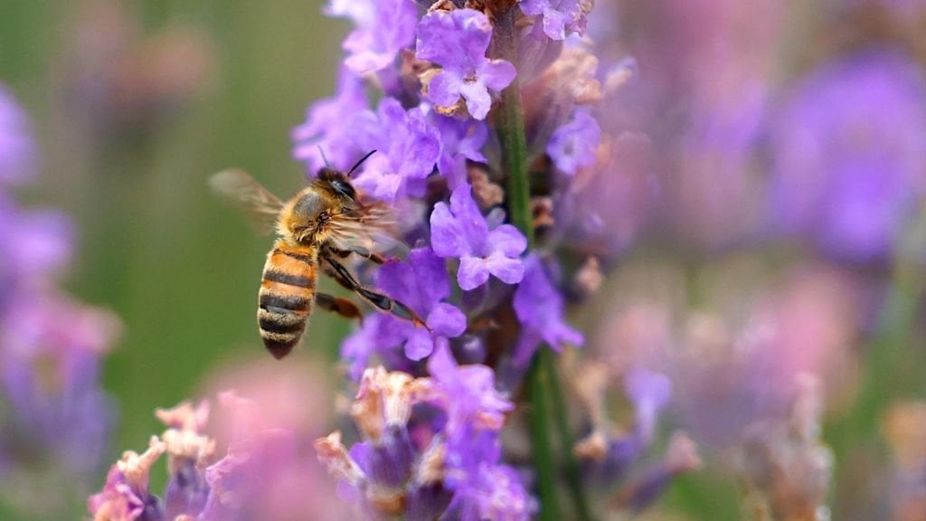 Tuinplanten uit tuincentra vaak vol met voor insecten schadelijke pesticiden