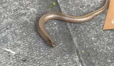 Little Slow Worm in SE London who nearly got stood on, needed to move him out of the road