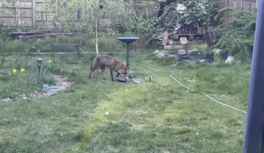 Treated to a fox snoozing in our garden this evening
