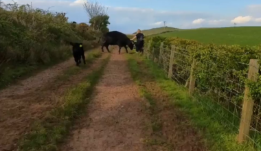 A bit of a warning to dog owners using the countryside...