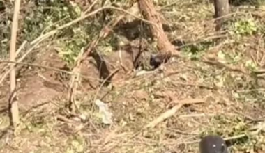 Enemy visible, Ukrainian soldier takes out enemy infantry in the treeline - 2023