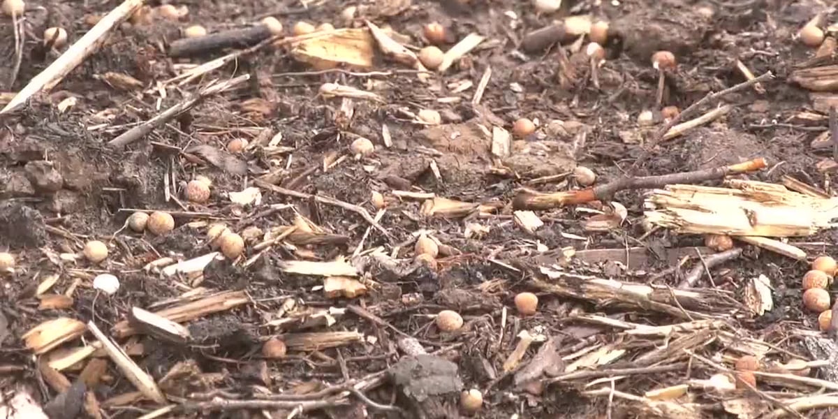USDA Funding Cuts and their impacts on Alaska’s Economy