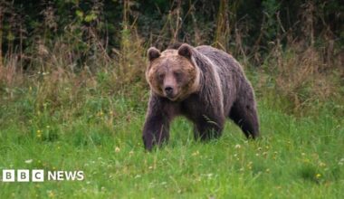 Slovakia backs plan to shoot 350 bears after man killed in attack