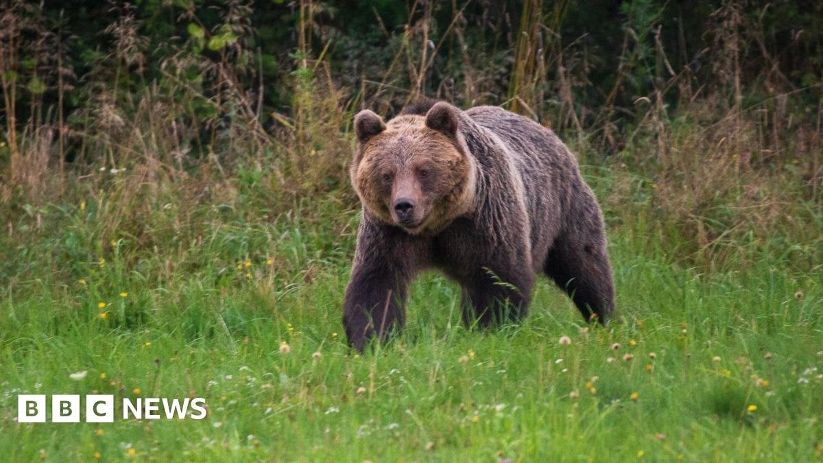 Slovakia backs plan to shoot 350 bears after man killed in attack