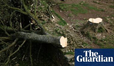 Two men filmed felling of Sycamore Gap tree during ‘mindless’ act, court hears