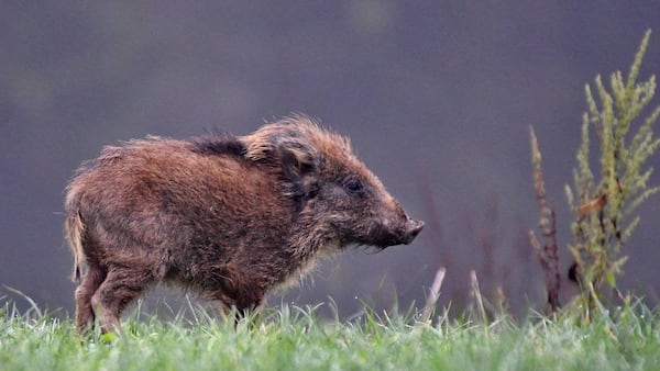 Georgia lawmakers are considering rewarding hunters who kill wild hogs.