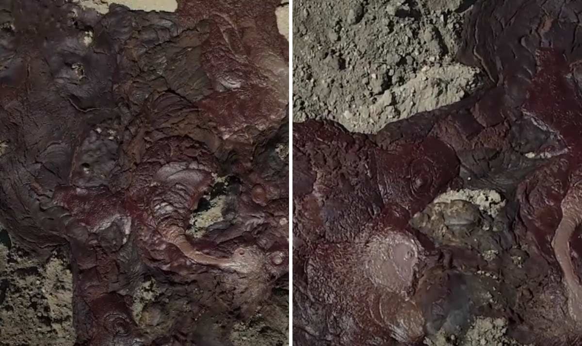 Massengrab Rinder Seuche Maul- und Klauenseuche Ungarn