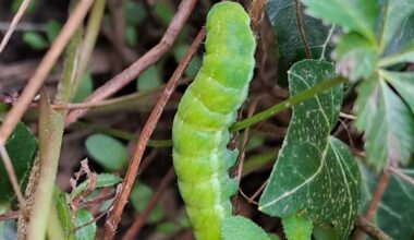 Welche Spezies Raupe/Schmetterling könnte ich hier gefunden haben?