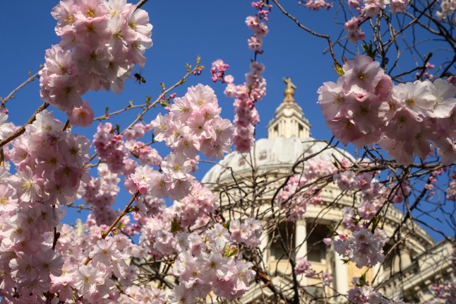 LONDON, UNITED KINGDOM - MARCH 20: A bee collects pollen from blossom on trees in the park surrounding Saint Paul's Cathedral on March 20, 2025 in London, United Kingdom. The astronomical spring season begins on the date of the spring equinox. This falls on 20 March in 2025, and will last until what's known as the summer solstice on 21 June. (Photo by Leon Neal/Getty Images)