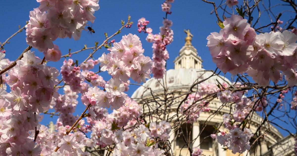 Sunny weather to heat UK up to 22C today - but bad news for hay fever sufferers | News UK
